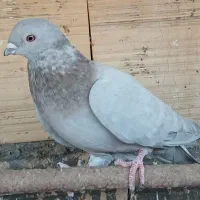 4 کبوتر موشی مصری