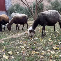 سه عدد میش جوان افشاری بروجردی