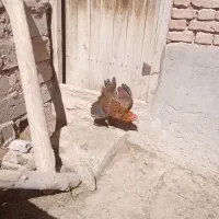 مرغ کرچ محلی