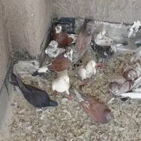 کفتر یا کبوتر|پرنده|قم, شهرک فاطمیه|دیوار