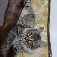 واگذاری گربه