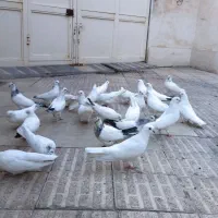 کبوتر نوک سیاه|پرنده|آذرشهر, |دیوار