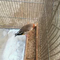 سهره کرمونی جوجه بزرگ شده زیر دهنی