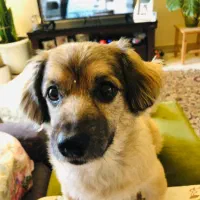 نظافت و آشپزی و نگهداری یک میانسال