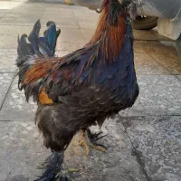 خروس
