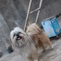 سگ پاکوتاه|سگ|آشخانه, |دیوار