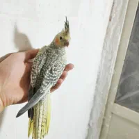 جوجه عروس هلندی دون خور|پرنده|خمین, |دیوار