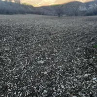 زمین کشاورزی|فروش دفتر صنعتی، کشاورزی، تجاری|جوانرود, |دیوار