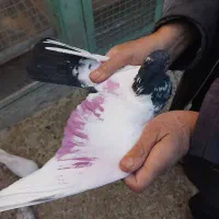 کفترسینه دم سیاه