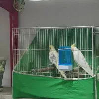 عروس هلندی نر دوکت زعفرانی بالغ|پرنده|کلاله, |دیوار