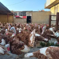 بوقلمون بوربون