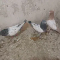 رنگه آس مخصوص خاص پسندا