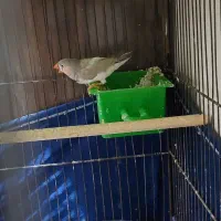 فنچ|پرنده|ری, شهید غیوری (ابن باویه)|دیوار