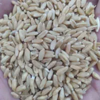 گندم سفید درجه یک آذر 2وگندم ابی 3چهار تن|خدمات باغبانی و درختکاری|کوهدشت, |دیوار
