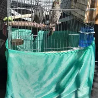 یک جفت عروس هلندی همرا ۳ عدد جوجه بزرگ