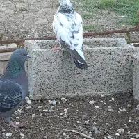 کبوتر پریشی|پرنده|بیله سوار, |دیوار