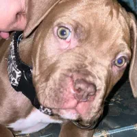 واگذاری توله پیتبول|سگ|پاکدشت, پاکدشت (مامازند)|دیوار