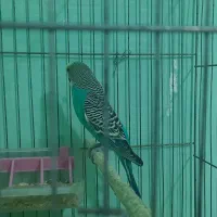 مرغ عشق با جوجه