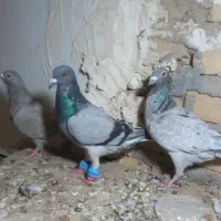 ۸تا‌کفتر|پرنده|تایباد, |دیوار