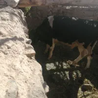 گوساله نر فروشی|حیوانات مزرعه|سربیشه, |دیوار