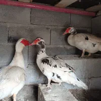 مرغابی اسرائیلی