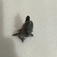 فندک‌های کلکسیونی سالم|کلکسیون و سرگرمی|تهران, افسریه شمالی|دیوار