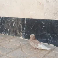 کبوتر|پرنده|شاهرود, |دیوار