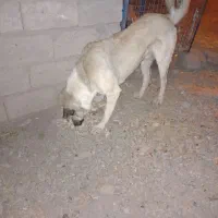 سگ در حیوانات|سگ|میانه, |دیوار