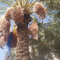 فروش خرمای زاهدی قصب|خوردنی و آشامیدنی|شیراز, گلشن|دیوار