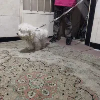 سگ پشمالو|سگ|نسیم‌شهر, |دیوار