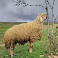 گوسفند شیشک نر (قوچ) زنده با ارسال رایگان