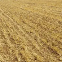 زمین دیم اجاره برای کاشت نخود