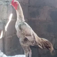 خروس مامله با مرغ