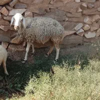 میش بز بره