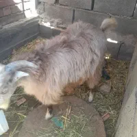 کهره فروشی