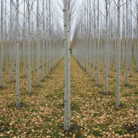 صنوبر سنندجی، بهترین انتخاب برای زمین‌های شیب‌دار|خدمات باغبانی و درختکاری|سنندج, |دیوار