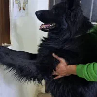 توله ژرمن خالص|سگ|کرج, شهرک سپهر|دیوار