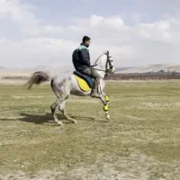 اسب|اسب و تجهیزات اسب‌سواری|شاهین دژ, |دیوار