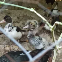 جوجه سیکا