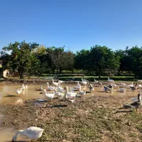 قوغاز  لیندا و آفریقایی جوان برای تخم گذاری|حیوانات مزرعه|زرگرشهر, |دیوار