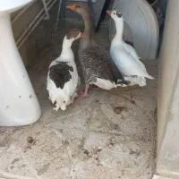 قاز خونگی حراج