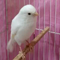 قناری سفید ماده