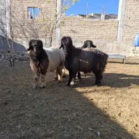 بره نر تخمی