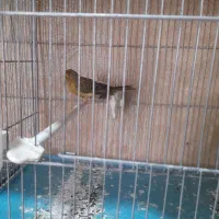 قناری|پرنده|محمدشهر, شهرک پیام (مهرالبرز)|دیوار