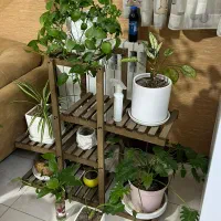 گلدان|گل و گیاه طبیعی|شیراز, آزادگان|دیوار