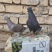 کبوتر. جفت دم سفید.فسا