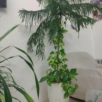 گل‌های طبیعی شاداب و زیبا به قیمت مناسب|گل و گیاه طبیعی|مشهد, میعاد (شهرک غرب)|دیوار