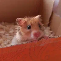 همستر ماده بامزه