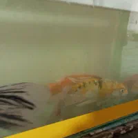 ماهی کوی سوپر باله|ماهی|تربت جام, یحیی آباد|دیوار