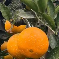 مرکبات پرتقال تامسون